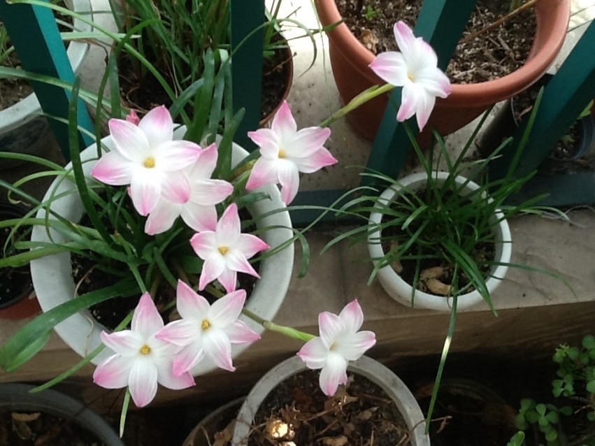 lily