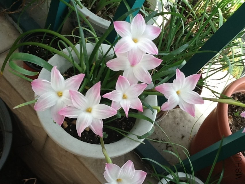 lily