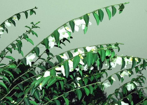 C handelii, a fragrant species-SS.jpg