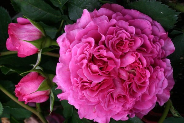 T21cCkXn0cXXXXXXXX_!!435230066.jpg_620x10000.jpg