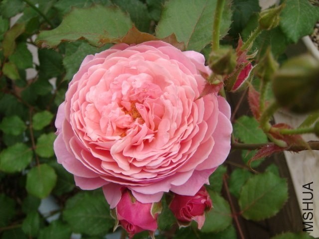 DSC03094.JPG
