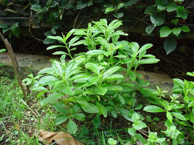 DSC00388a.jpg