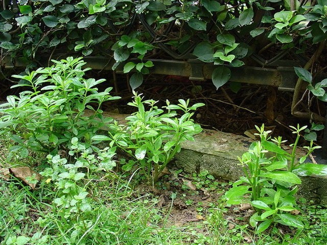 DSC00387a.jpg