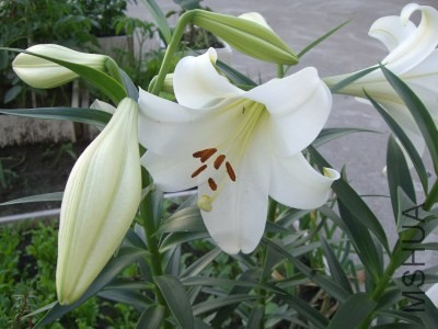 CIMG8544.jpg