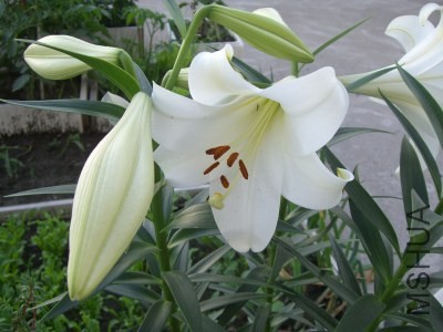 CIMG8545.jpg