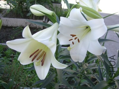 CIMG8551.jpg
