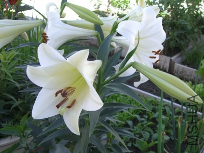 CIMG8552.jpg