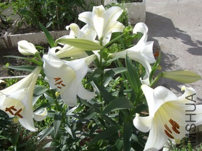 CIMG8559.jpg
