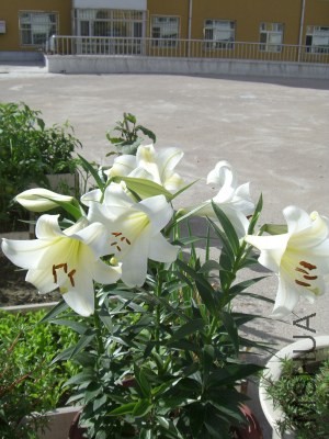 CIMG8561.jpg