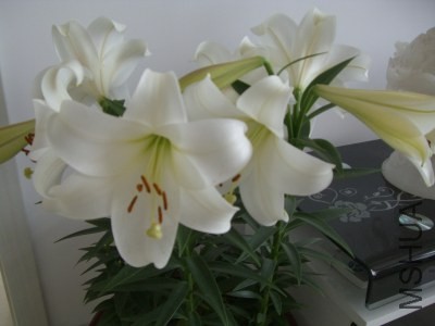CIMG8565.jpg