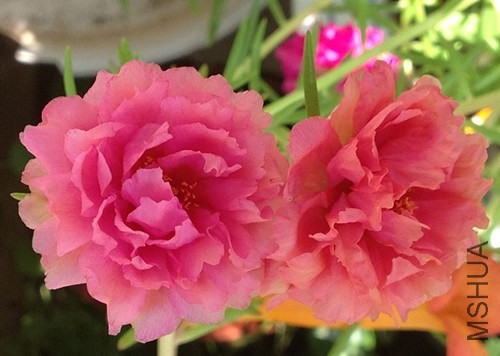 ��Ƭ 009_����.jpg