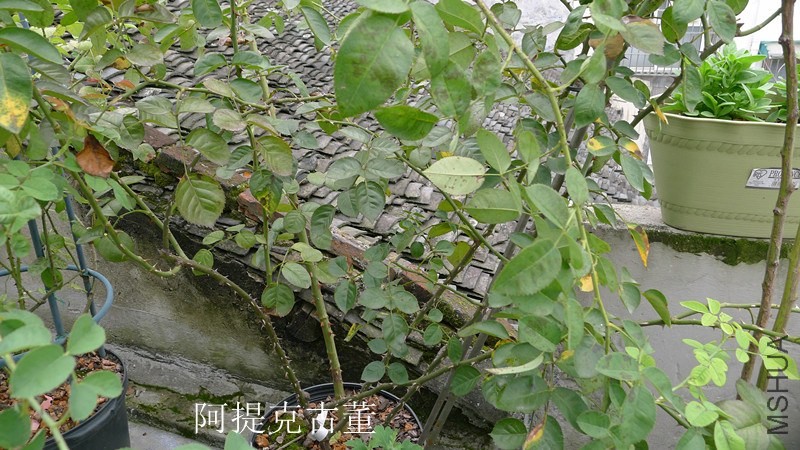P1130337_����.jpg
