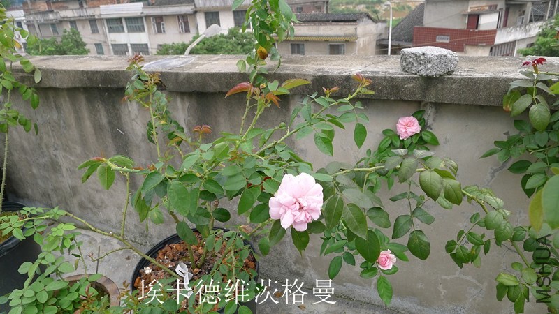 P1130363_����.jpg