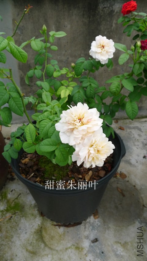 P1130365_����.jpg