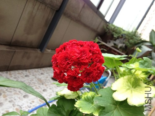 IMG_0908_����.jpg