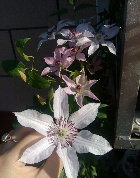 QQͼƬ20130827113037.jpg