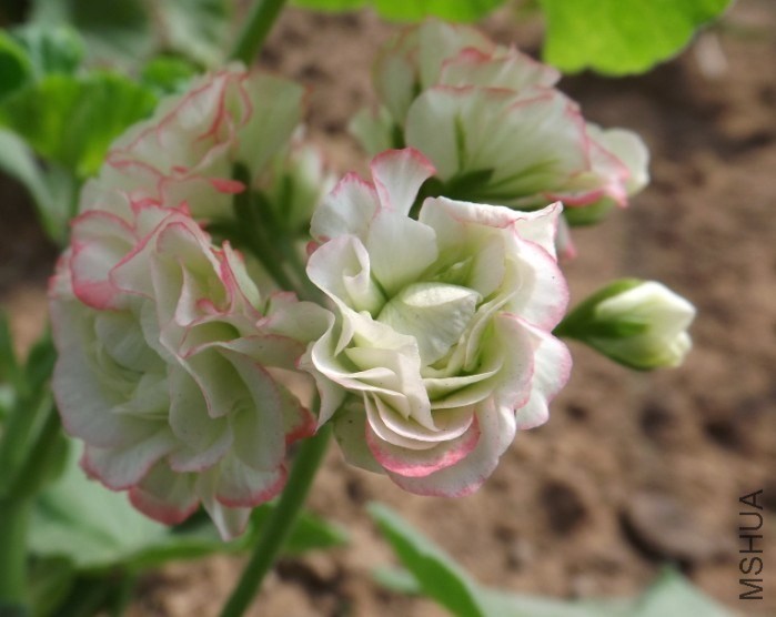 QQͼƬ20130827145119.jpg