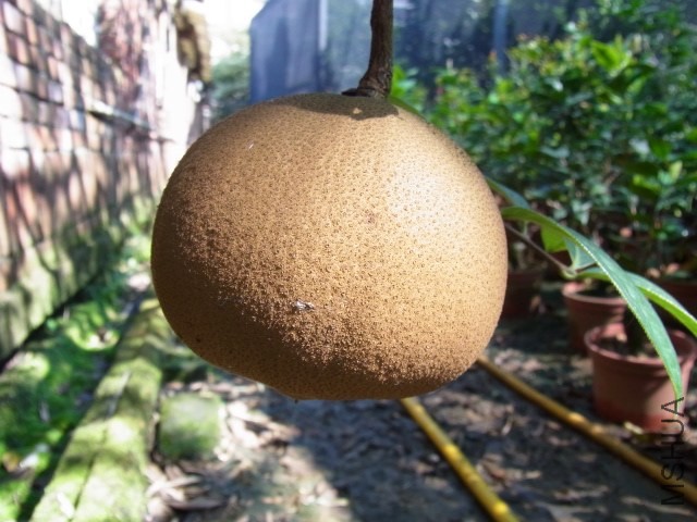 RIMG0089.JPG