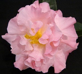 Camellia_Reticulata_Ruta_Hagmann.jpg