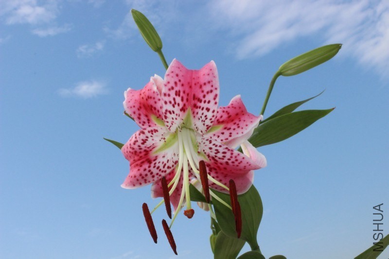 Lilium Specio Rubrum Urchida.jpg