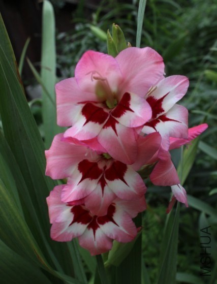 GladGladioli That's Love.jpg