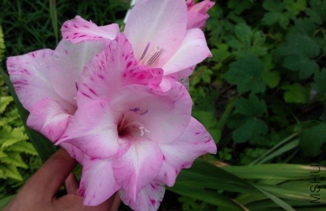 Gladioli My Love.jpg