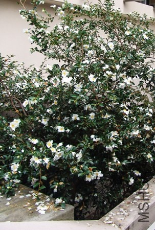 White Sasanqua at Office Entrance-p-SS.jpg