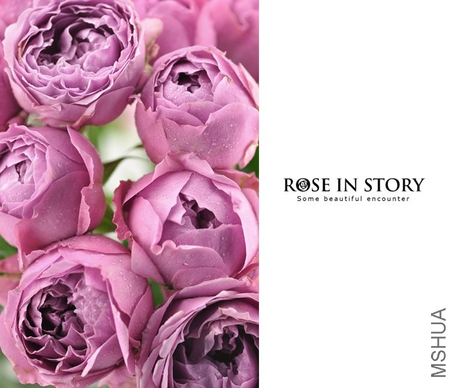 rose.jpg