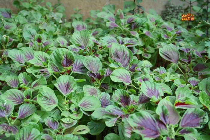 ��Ƭ 225_����.jpg