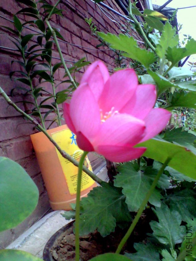 IMG_20130827_074848_0 ����.jpg