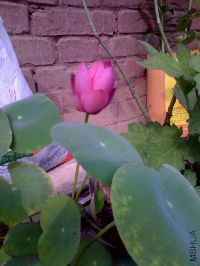 IMG_20130826_092549_0 ����.jpg