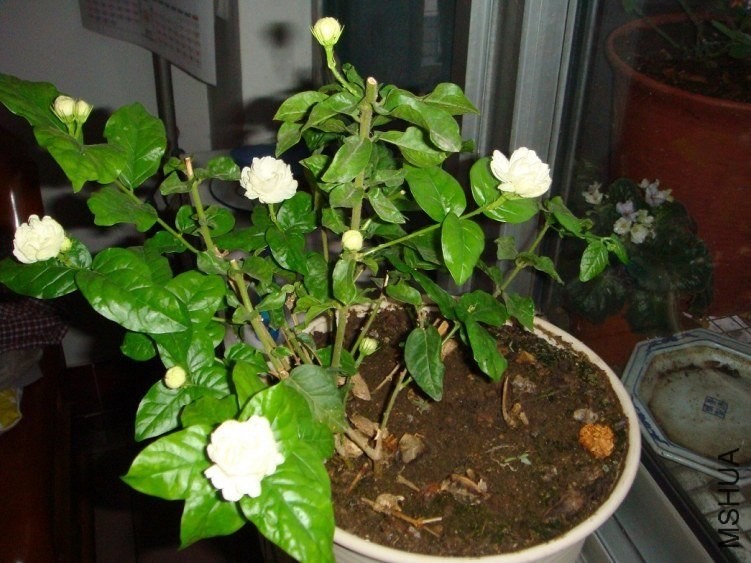 DSC02146.JPG