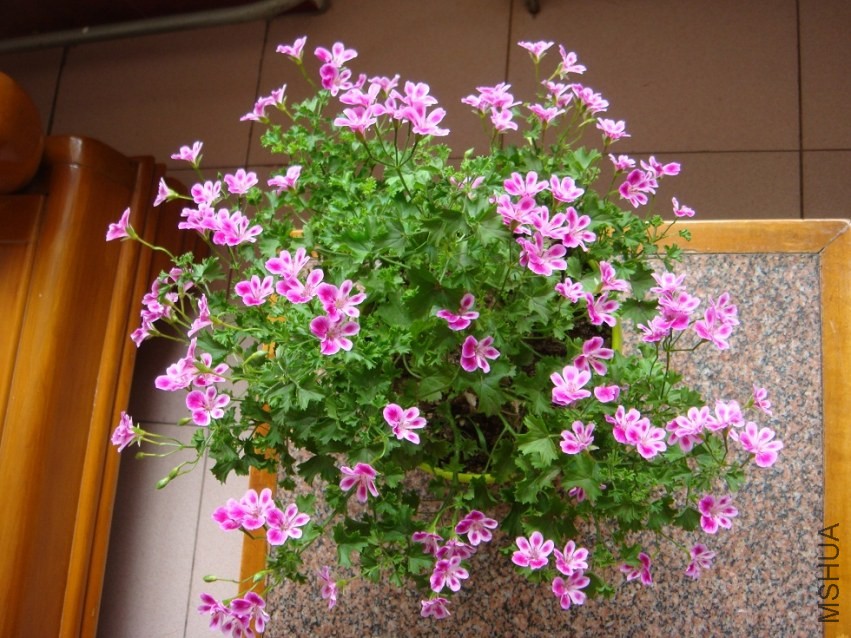 DSC02411.JPG