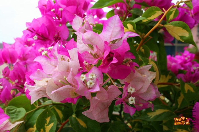 ��Ƭ 014_����.jpg