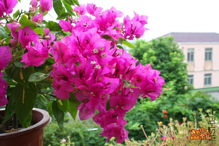 ��Ƭ 017_����.jpg