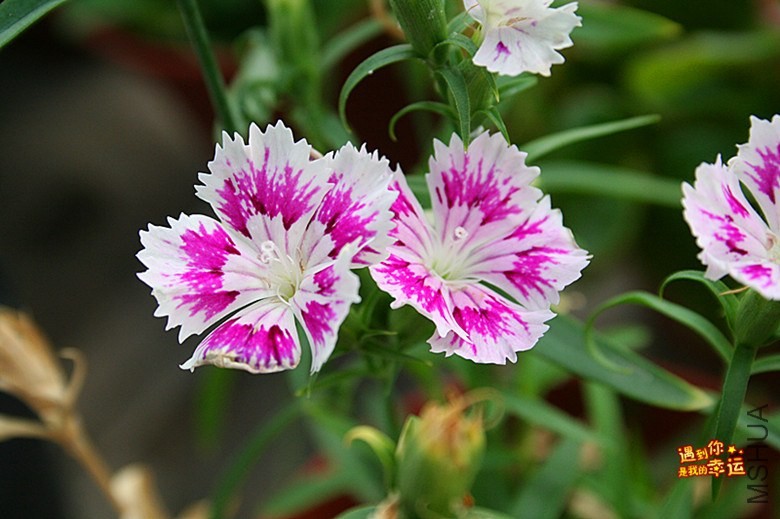 ��Ƭ 096_����.jpg