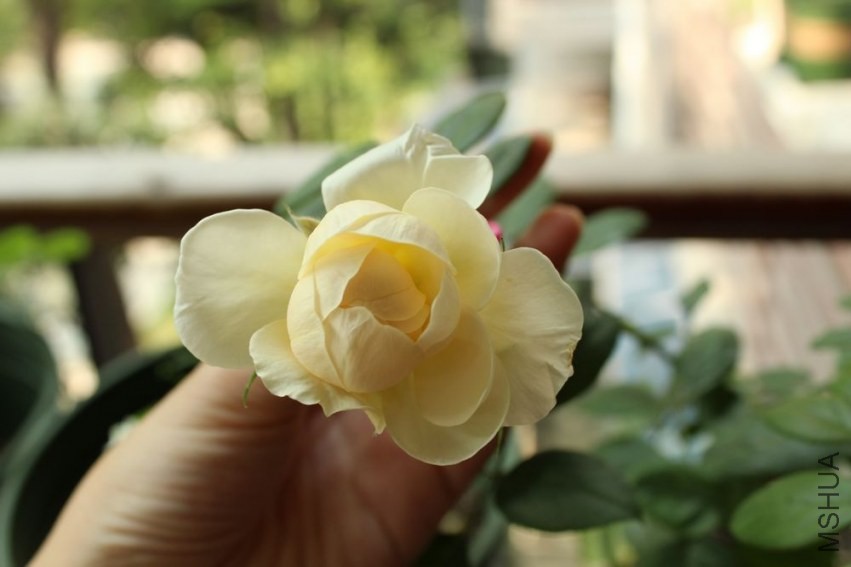 20130824����Ů.jpg