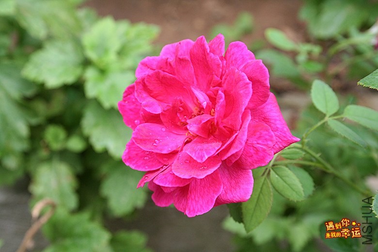 ��Ƭ 245_����.jpg