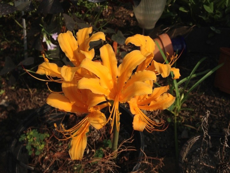 ����Ц20130831 002.JPG