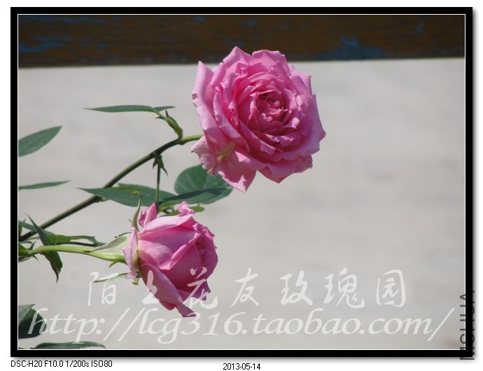 nEO_IMG_DSC04694.jpg