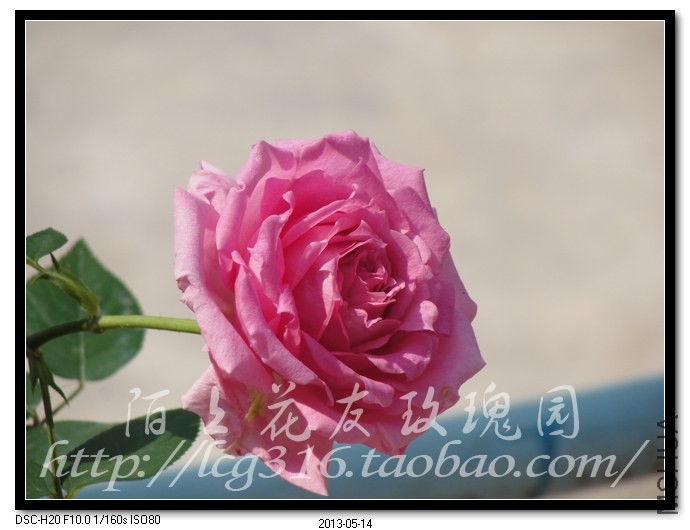 nEO_IMG_DSC04698.jpg