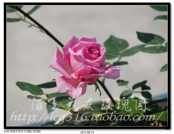 nEO_IMG_DSC04696.jpg