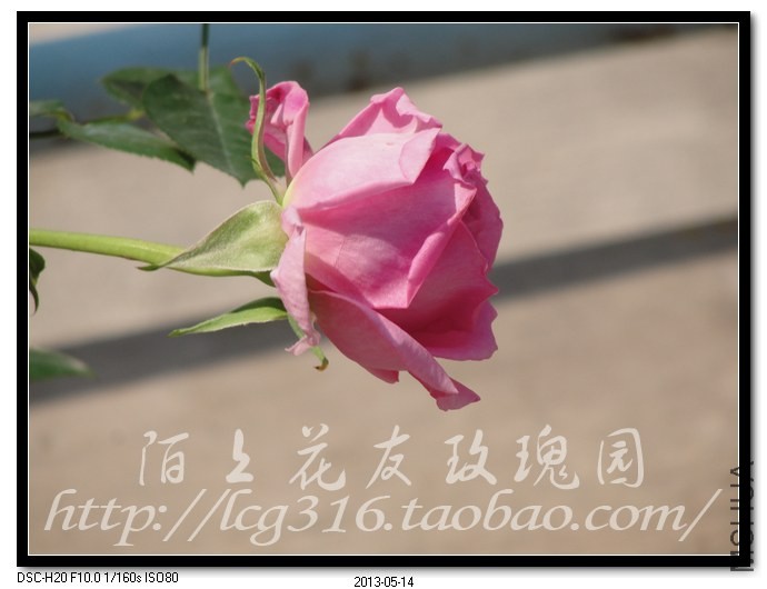 nEO_IMG_DSC04699.jpg