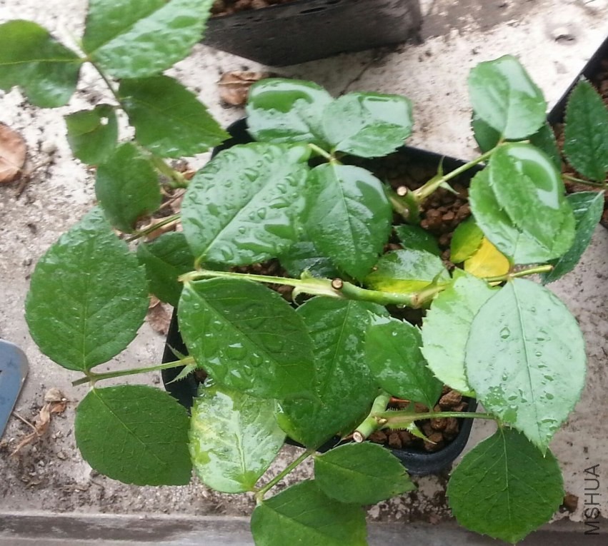 20130606_114834-1-n.jpg