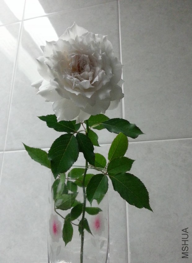 20130622_203501-n.jpg