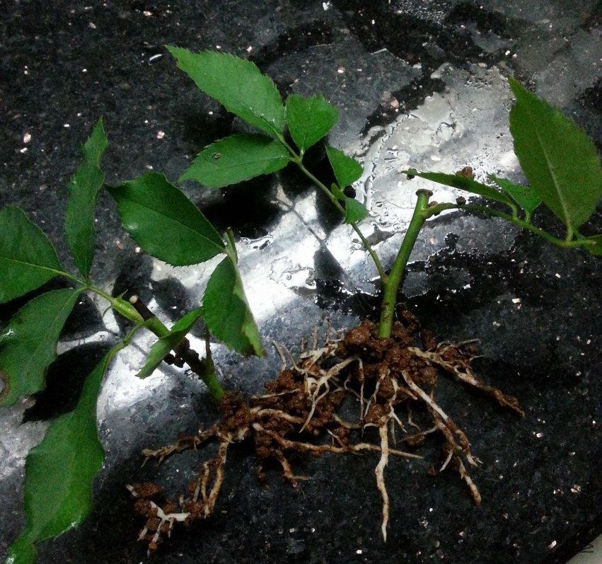 20130716_224625-n.jpg