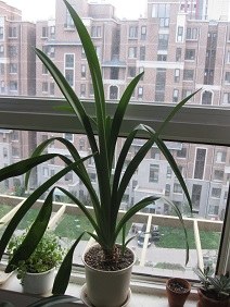 IMG_3535.JPG