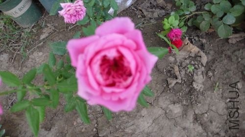 P1050531.jpg