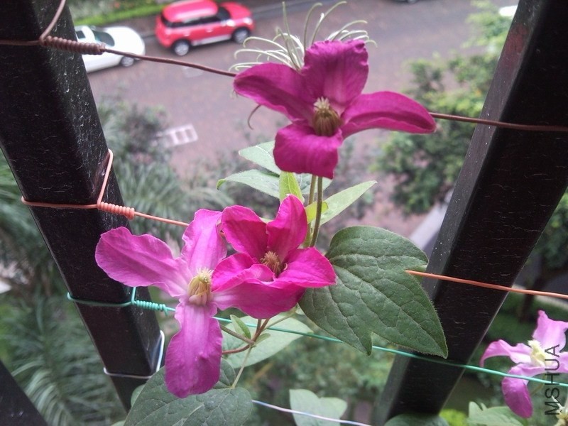 130706_174733.JPG