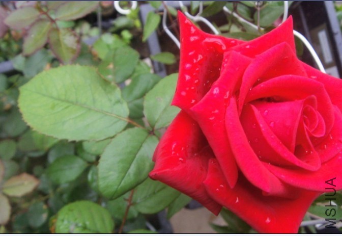 ��Ҳ�Ǵ�ڷ��ֵ�